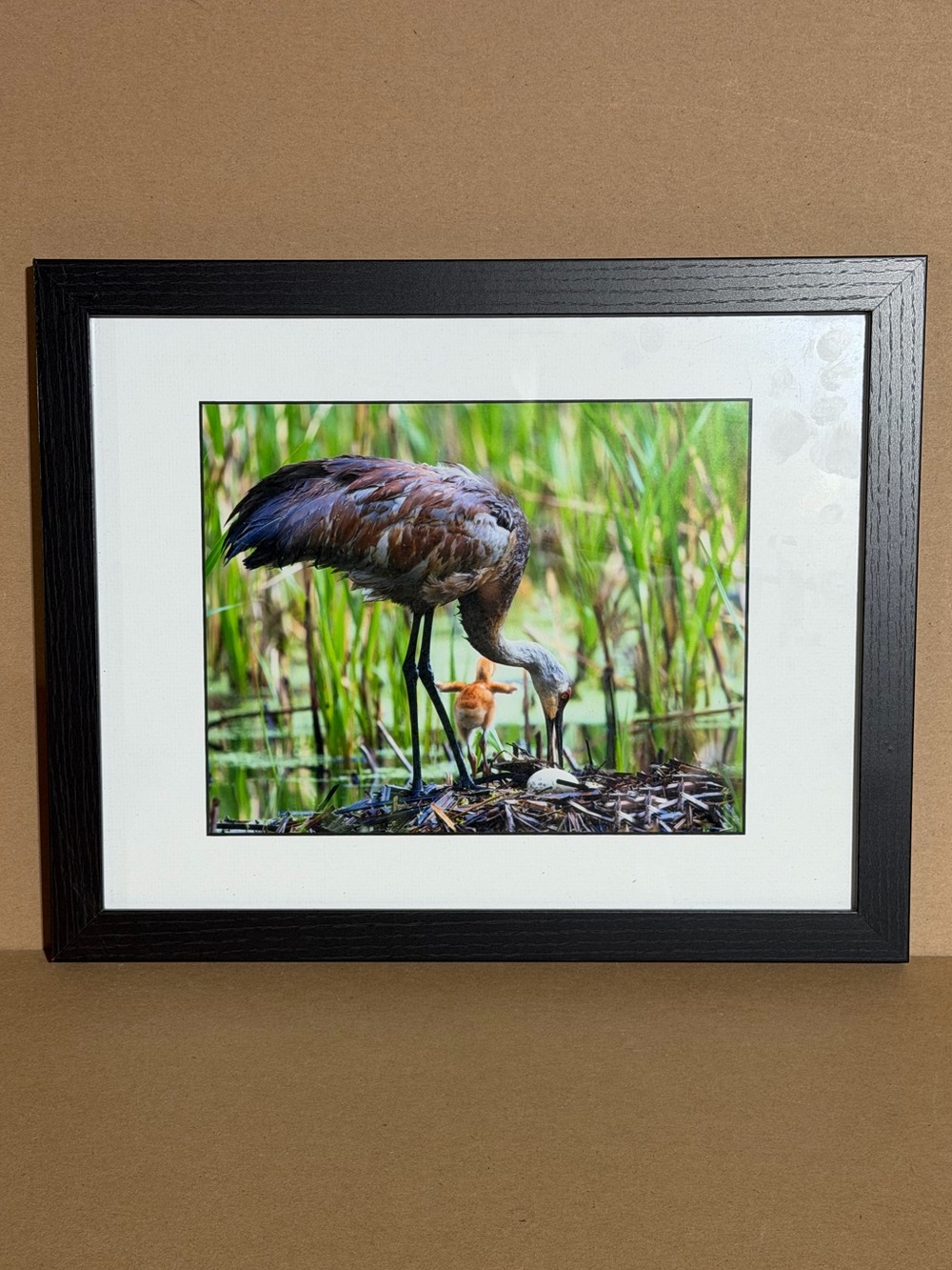 Sandhill Crane Nesting Bird Photo Framed Wildlife Art 8x10 12x16 Studio Decor